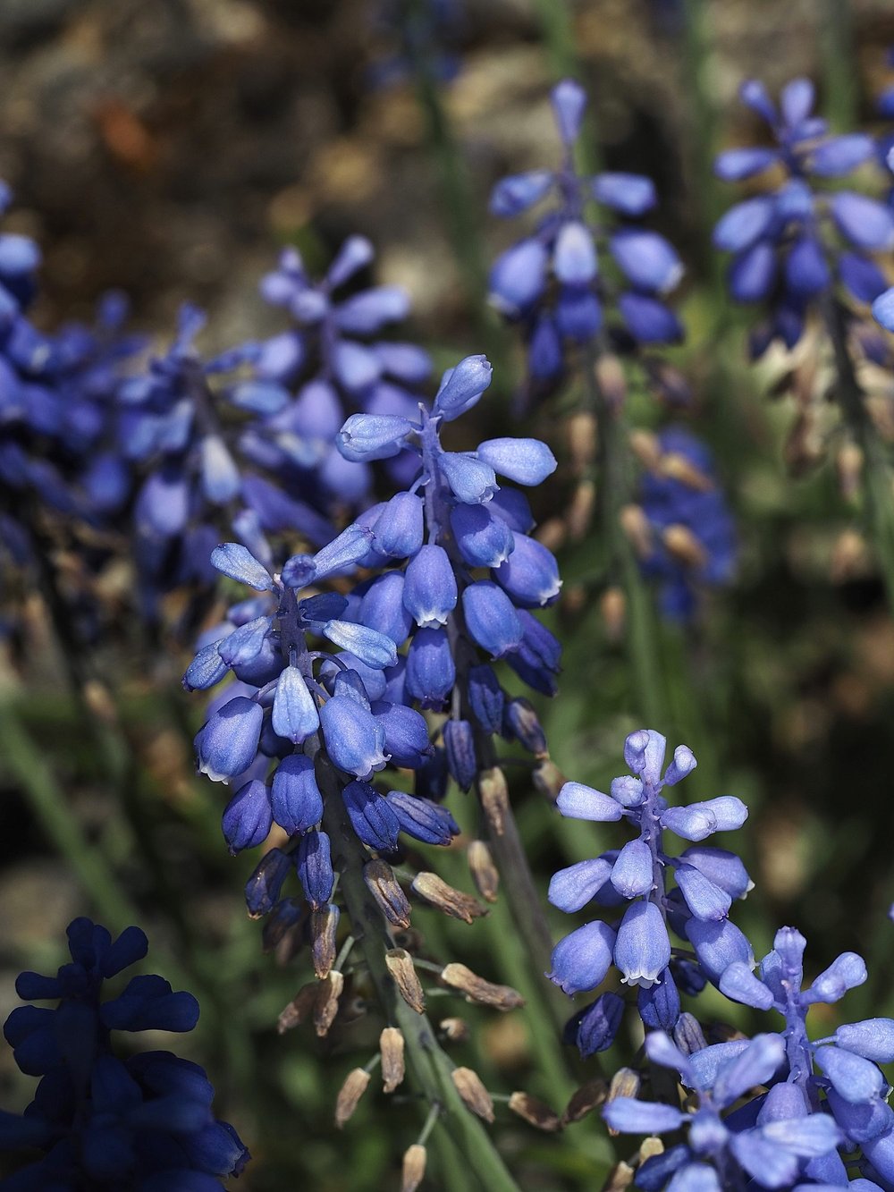 Foto Traubenhyazinthe 1