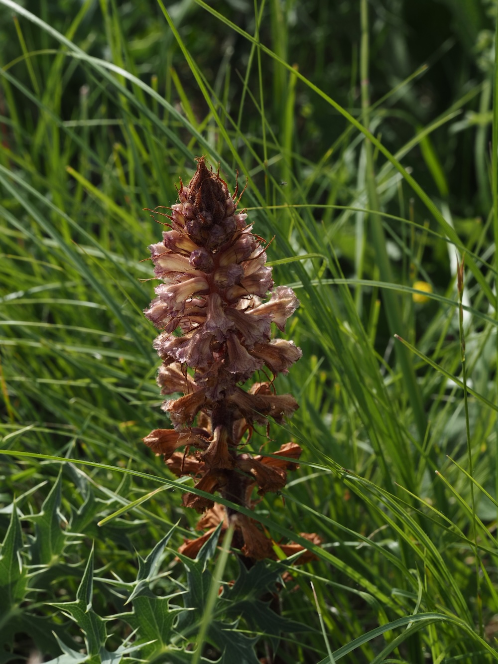 Foto Gewöhnliche Sommerwurz 2