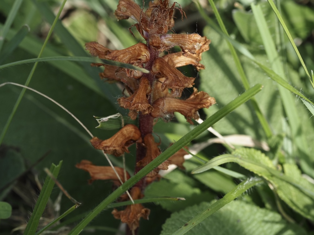 Foto Gewöhnliche Sommerwurz 3