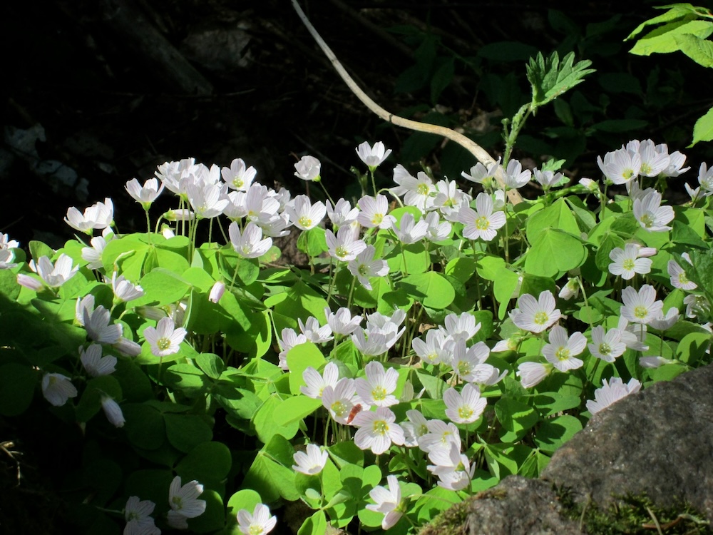 Foto Wald-Sauerklee 1