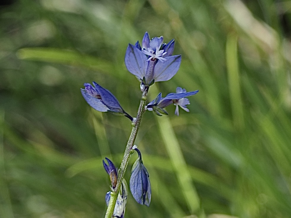 Foto Gewöhnliches Kreuzblümchen 1