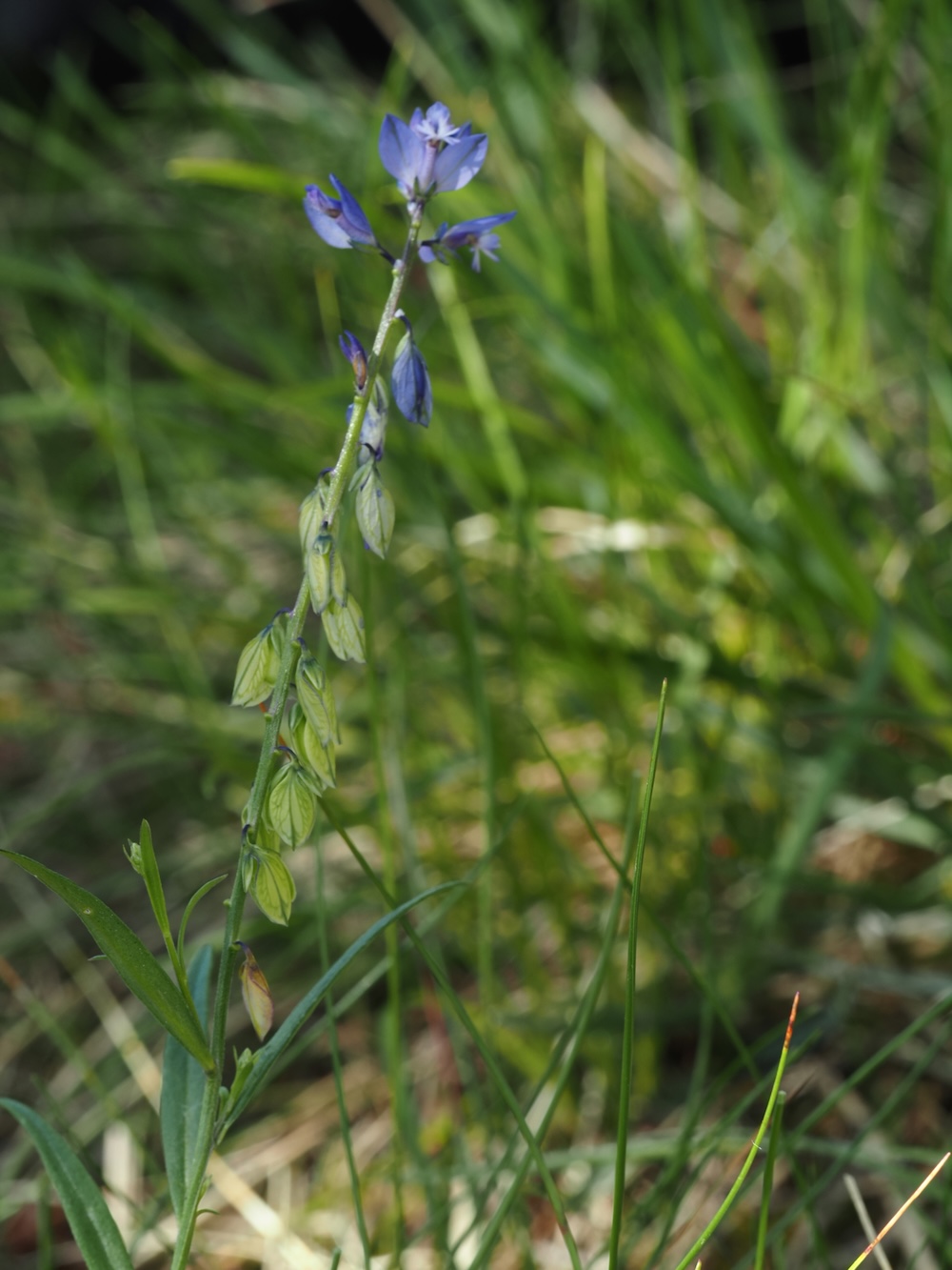 Foto Gewöhnliches Kreuzblümchen 2