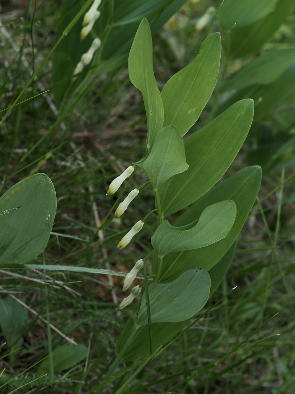 Foto Salomonssiegel 1