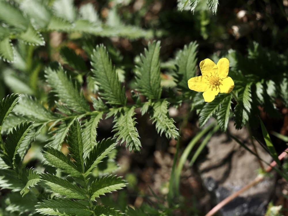 Foto Gänsefingerkraut 1