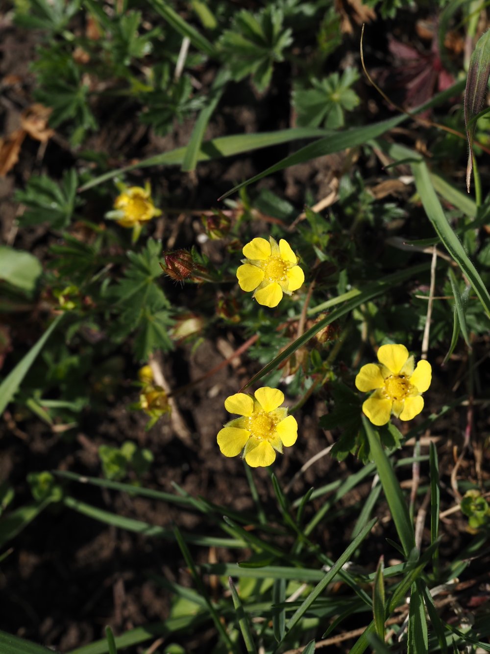 Foto Frühlings-Fingerkraut 1