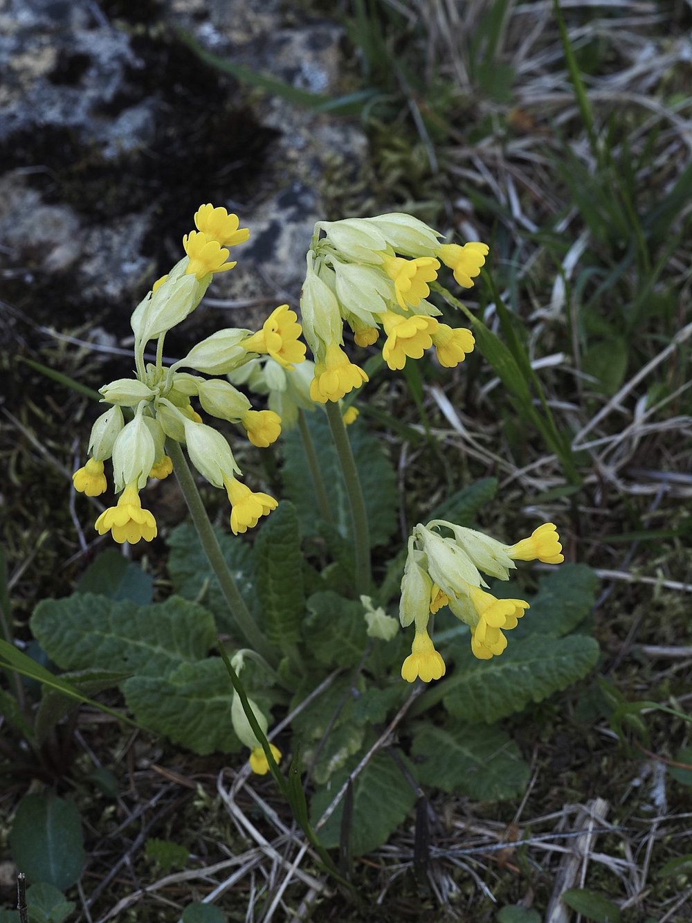 Foto Schlüsselblume 1