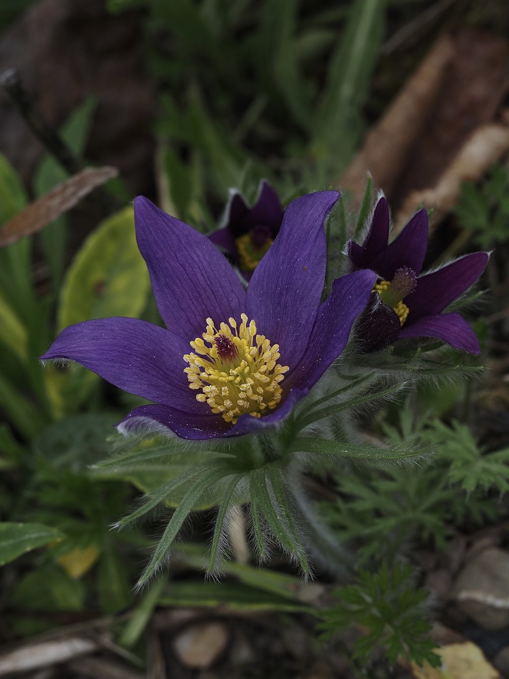 Foto Küchenschelle 1