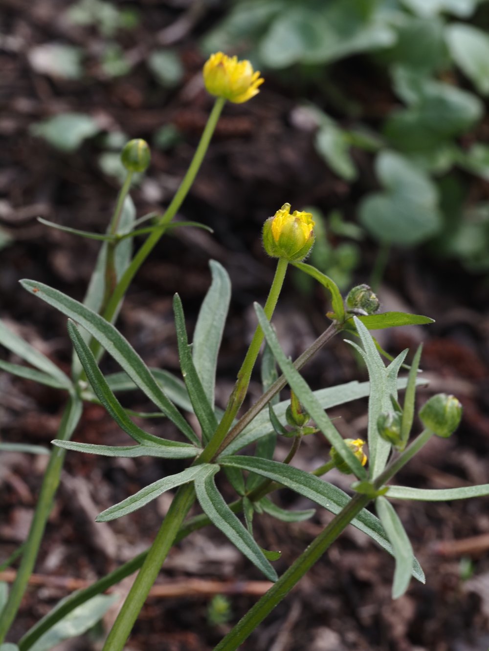 Foto Gold-Hahnenfuß 1