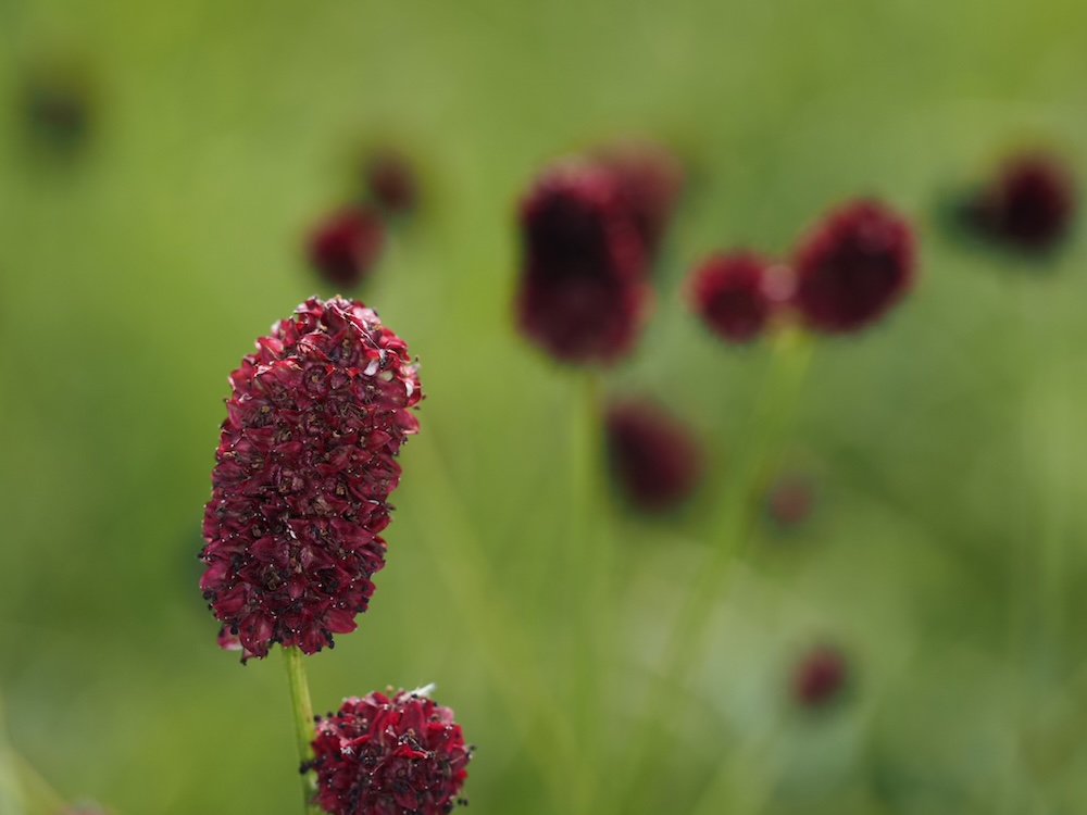 Foto Großer Wiesenknopf 1
