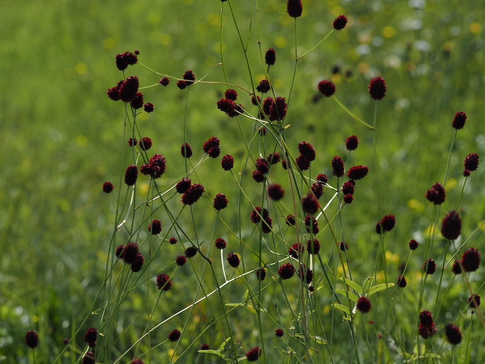 Foto Großer Wiesenknopf 2