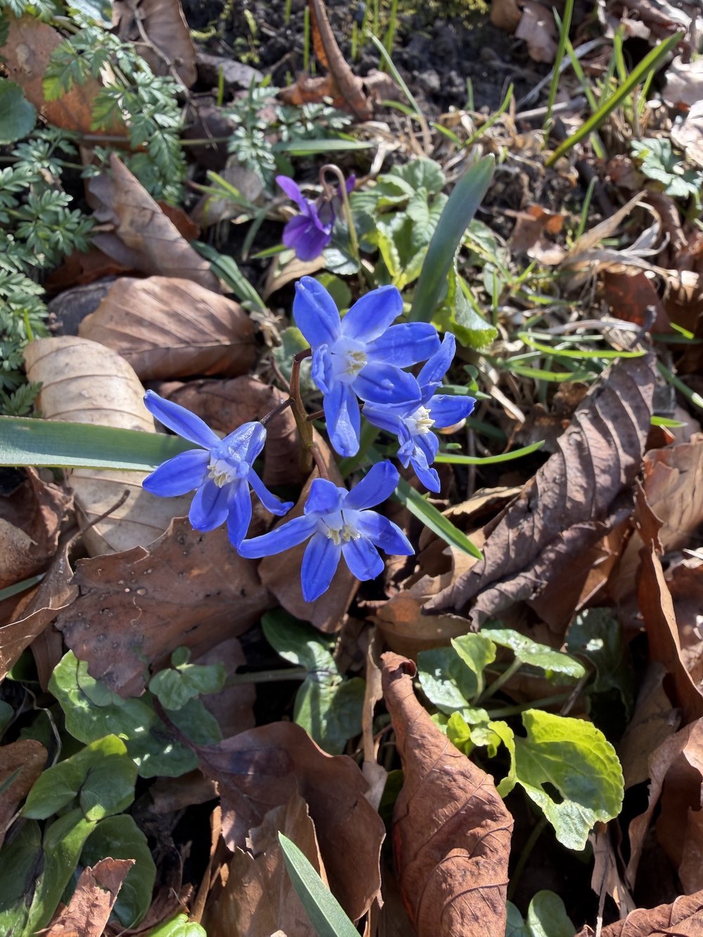 Foto Gewöhnliche Sternhyazinthe 1