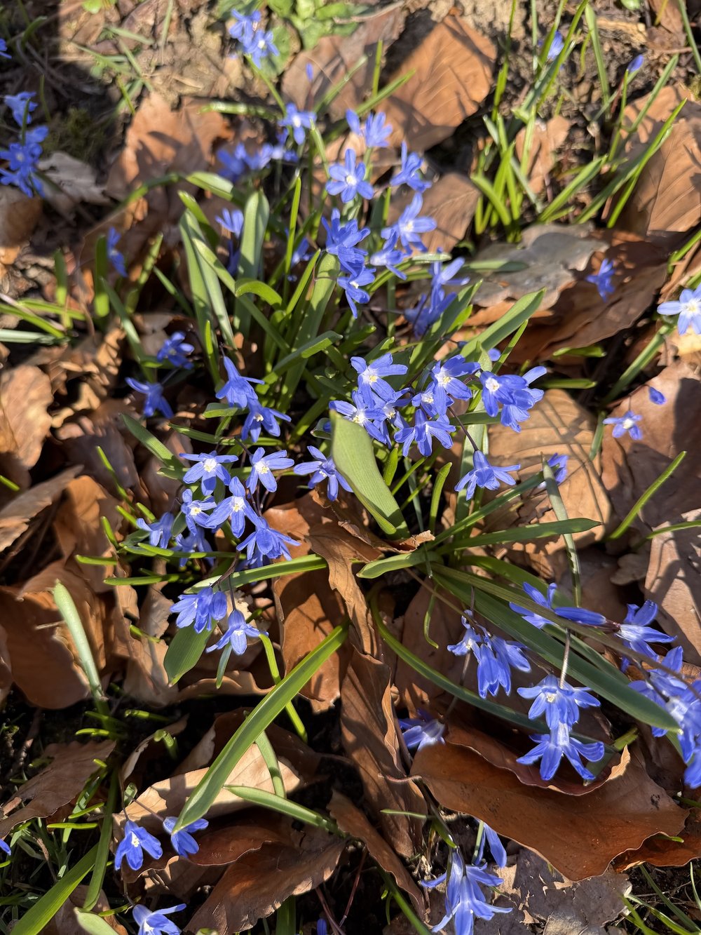 Foto Gewöhnliche Sternhyazinthe 2