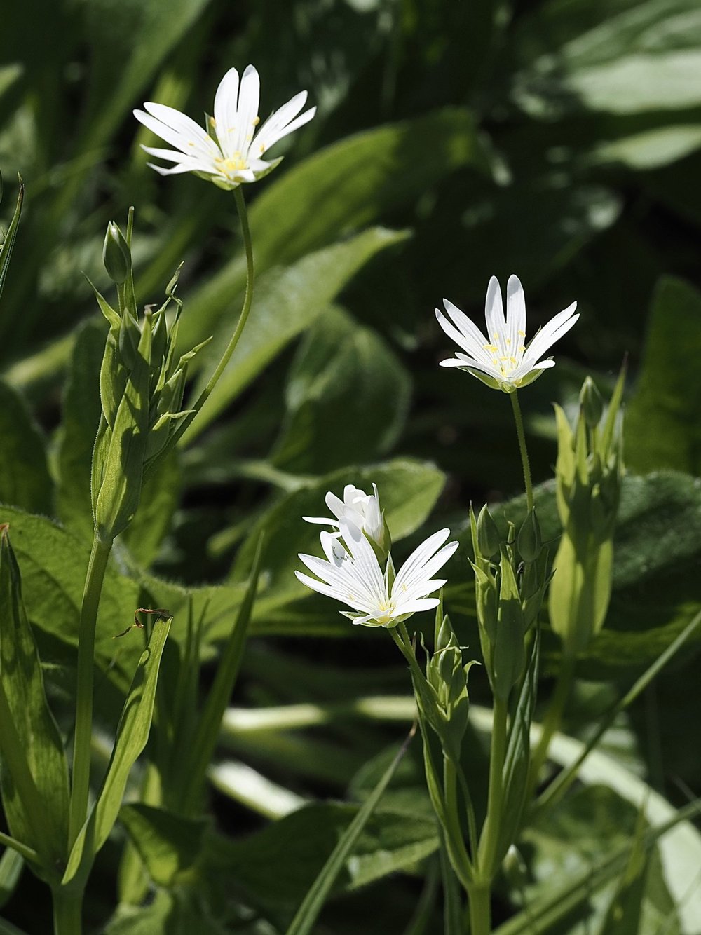 Foto Große Sternmiere 1