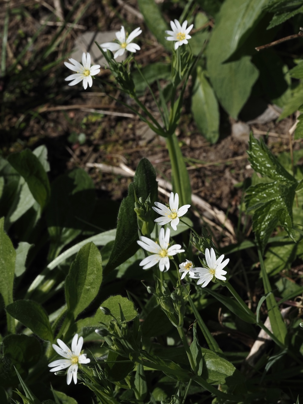 Foto Große Sternmiere 2