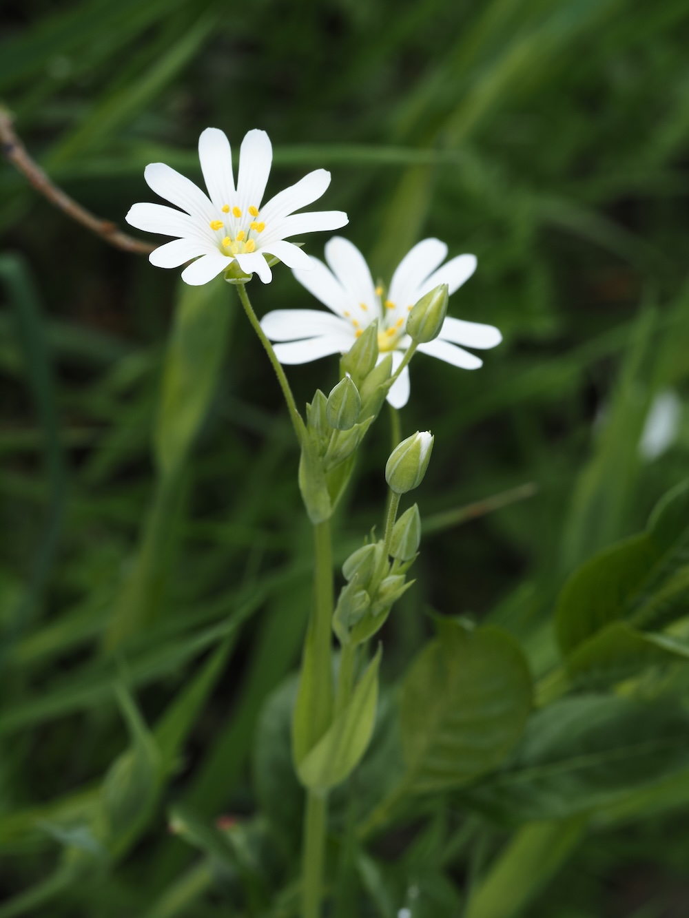 Foto Große Sternmiere 3
