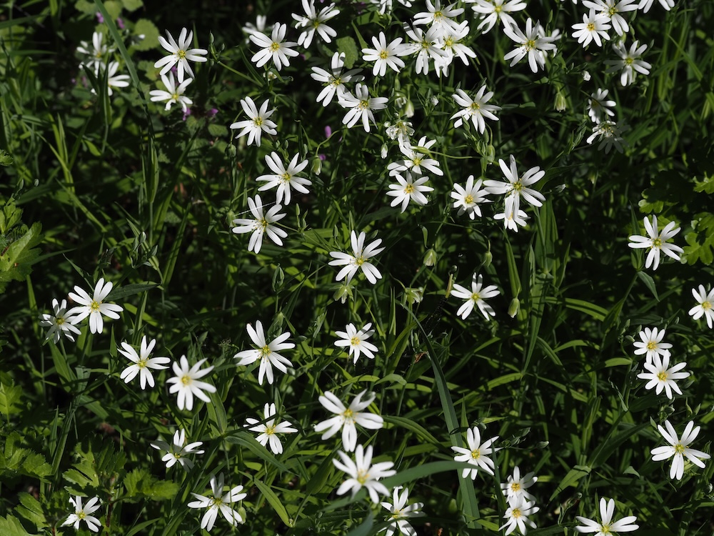 Foto Große Sternmiere 4