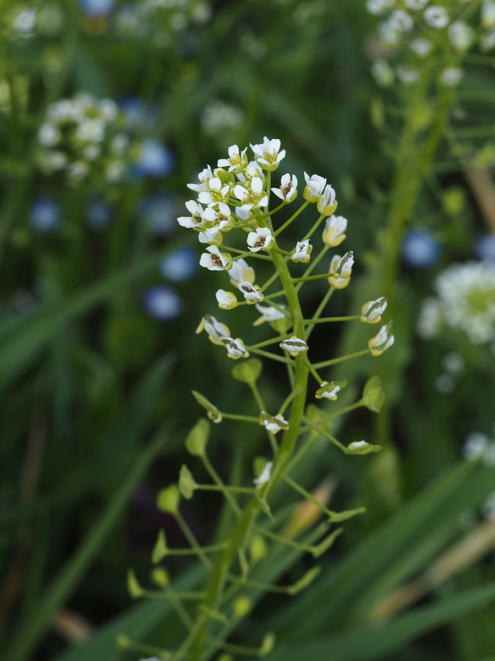 Foto Acker-Hellerkraut 1