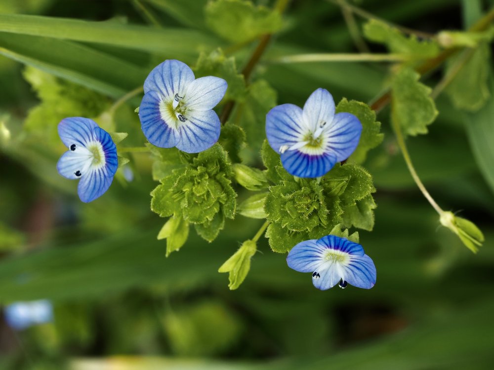 Foto Persischer Ehrenpreis 1