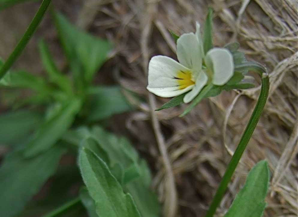 Foto Acker-Stiefmütterchen 1