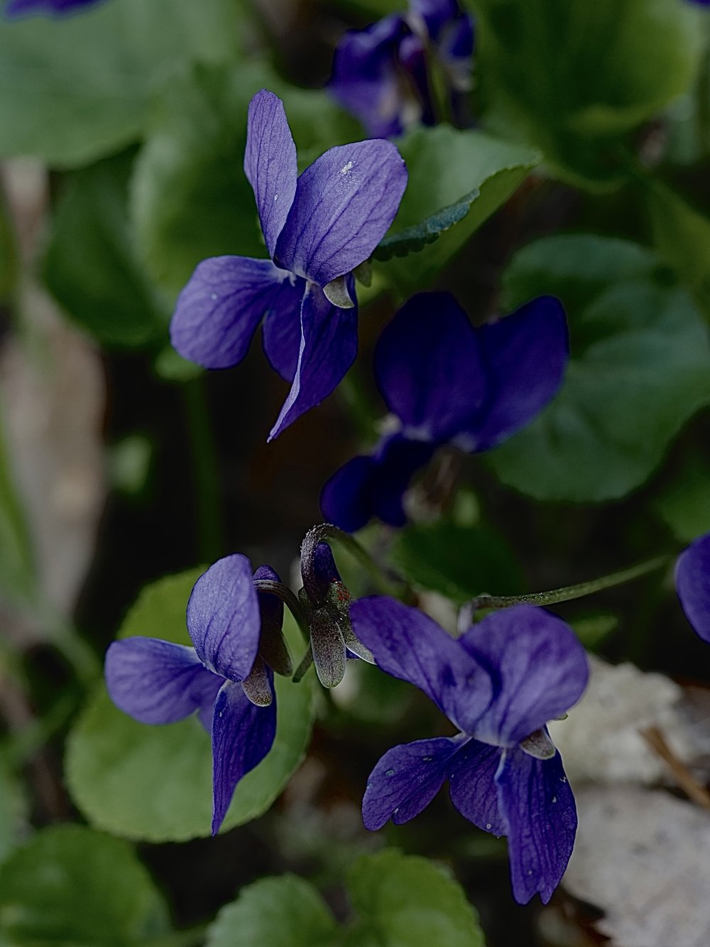 Foto Wohlriechendes Veilchen 1