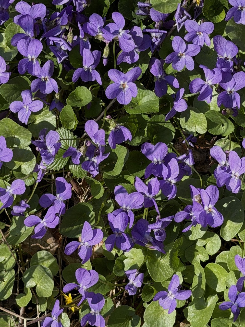 Foto Wohlriechendes Veilchen 2