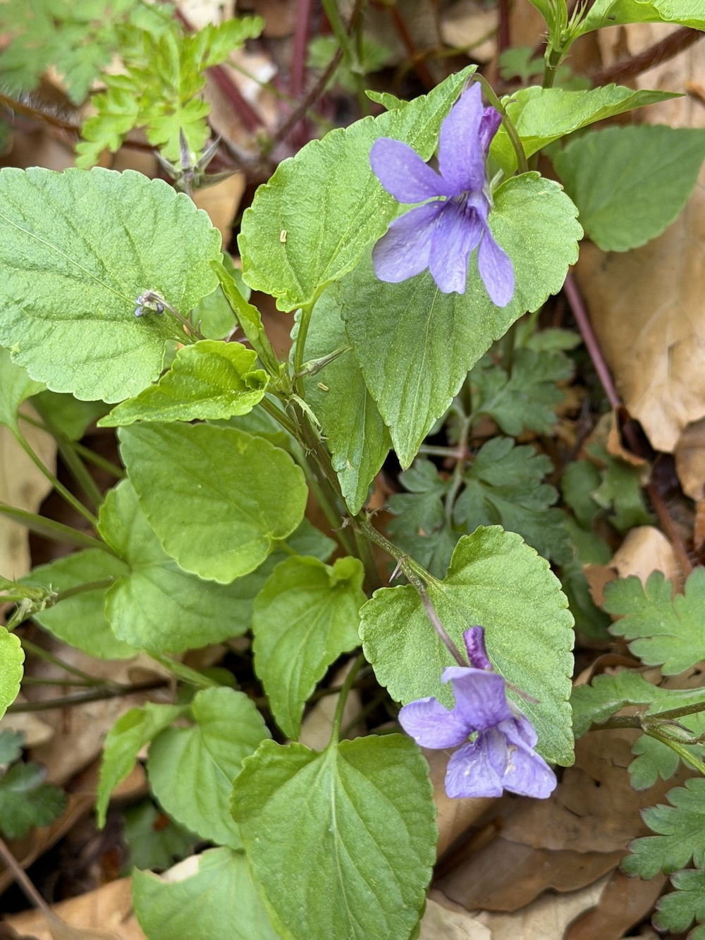 Foto Wald-Veilchen 1