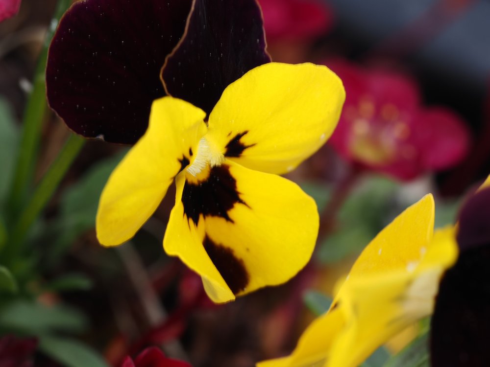 Foto Wildes Stiefmütterchen 1