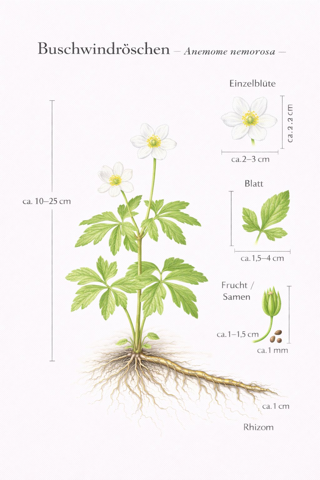 Tafel Buschwindröschen