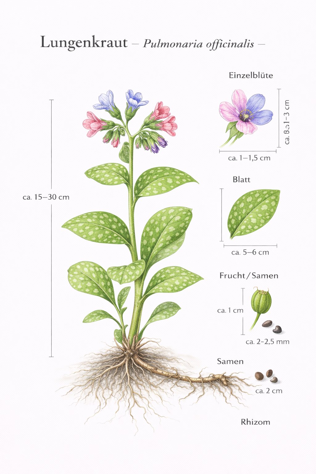 Tafel Lungenkraut